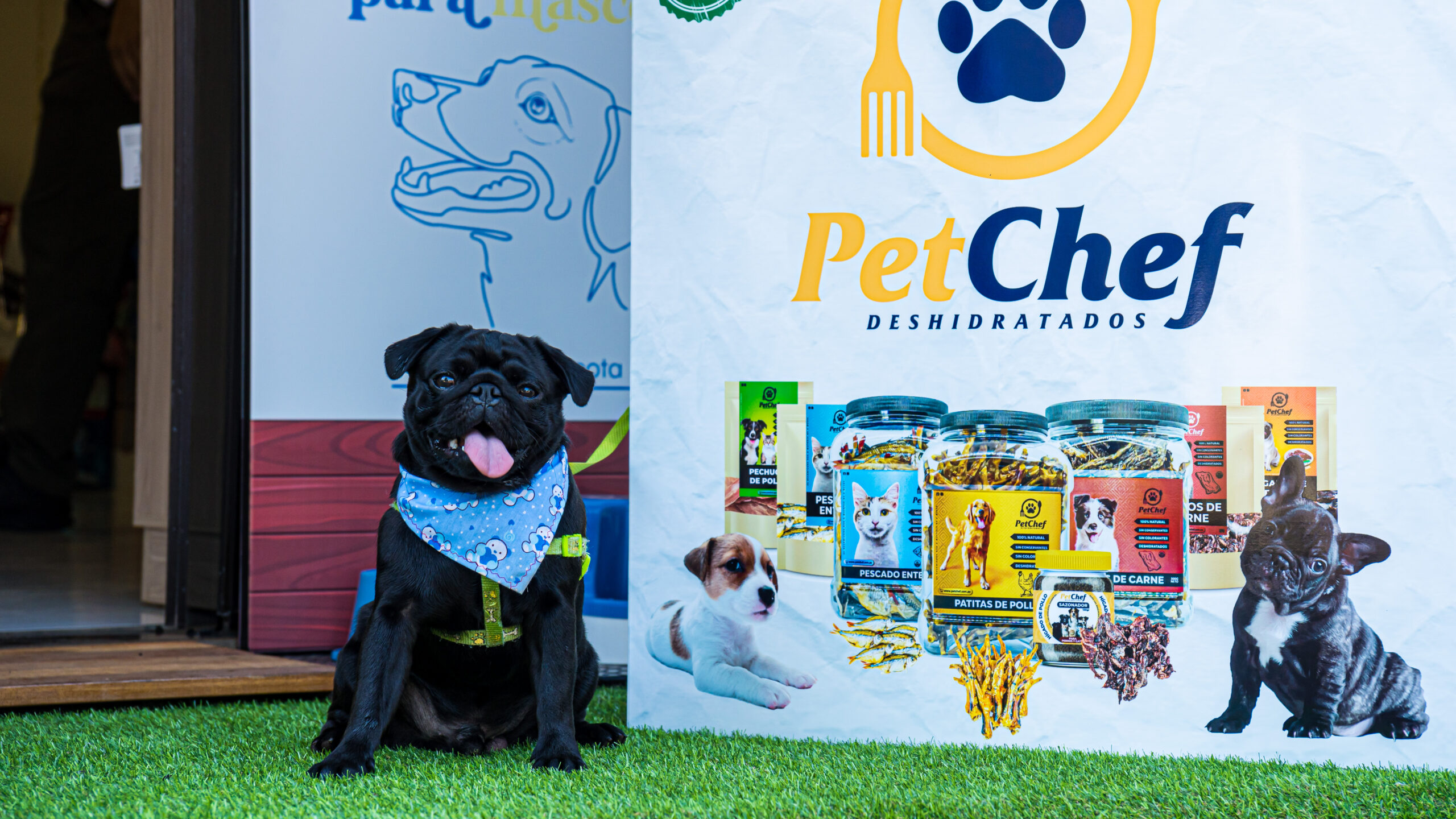 Juegos de olfato para compartir con tu perro